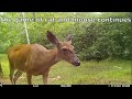 Coyote Kills Deer
