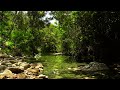 Relax with nature. birds chirping. the sound of the forest. The stream flows under the trees. ASMR