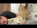 Jealous Golden Retriever Reaction to Human Dad with Another Puppy