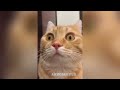 1 hour of Funniest animals / Funny cats and dogs 2022 / # 3