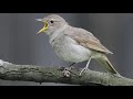 Nightingale and Blackbird Birds Call Song/Sound -birds -