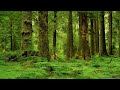 Therian Forest Meditation|For all non-shifters and those who haven't find their thereotypes