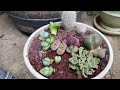 Succulent Garden Tour: 🌵A Peaceful Sunday Morning in the Garden.