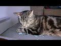 Cat loves jigsaw