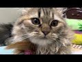 Adorable Cat TikToks ~Cat Playing with Toys ~Lovely Cat Videos #cat  #catsoftiktok #catvideos