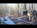 Winter wolf activity on a trail through the woods