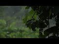 Relaxing Sound of Rain in the Forest 🌧️ For Sleeping, Studying and Meditation.
