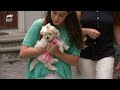 Witness the Heartwarming Journey of Maltipoo Puppy Care | Too Cute! | Animal Planet