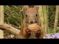 Most Beautiful Squirrels Video 🌈 | Fairytail Forest | Birds Sounds | 432 Hz Music