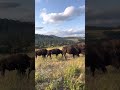 Alpha Truck House:Bison barricading the road