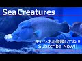 【4K Japan Aquarium】Arapaima (Pirarucu)【Subscribe Now】