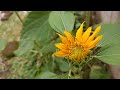 My first sunflower || Gardening || The most beautiful flowers?