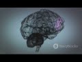 The Brain - How does it work ?