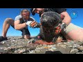 Three Seals Rescued from Entanglement