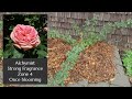 Elevate Your Garden with Climbing Roses