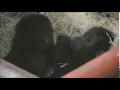 TOO CUTE: the twins @Burgers' Zoo