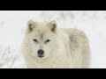 Stunning Winter Wildlife in 4K HDR 60FPS - Arctic Foxes and Wolves 🐺🦊 Relaxing Music, 8K & 4K Video