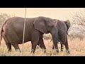 Rambo & Rachel African Elephants