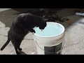 GIANT water bowl