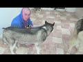 SIBERIAN HUSKY DAD PLAYING WITH HIS 9 PUPPIES FOR THE FIRST TIME | 6 WEEKS OLD!