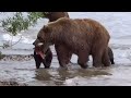 zwei Bärinnen mit ihren diesjährigen Jungen - am Kurilensee - kein Hag - Bären 1 : 1