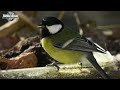 Bird sounds: duck, owl, swan, goose, eagle - Animal moments