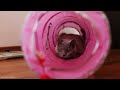 Cute Baby Animals - Unforgettable Scenes With Baby Animals Frolics And Relaxing Music
