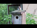 Why are House Sparrows an Invasive Species Where Introduced 2018