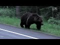 Showdown between two of Banff's biggest grizzlies