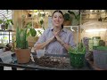 Houseplant Care 101: Aloe Vera Plant Care - Aloe Plant Watering, Feeding, Repotting & Propagation