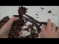 Remove Pine Cone Scales Easy Method