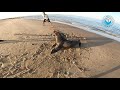 Big Seal RESCUED from 45 strands of fishing line