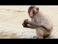 True Facts: Macaques