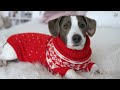 Cute Dogs and Lovely Puppies in 4k with Piano Music to Relax and Sleep