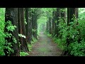 A rainy forest trail, Fresh air, Rain sound for Relex, Fast Sleep, Healing ASMR