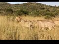Lions Battle - Lions Protecting Mother
