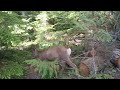 Deer at Glacier National Park