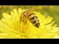 Beautiful 4K Insects Video in 4K Video Ultra HD with Relaxing Music