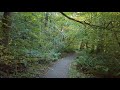 4K Virtual Forest Walk with Nature Sounds - Tradition Lake Loop Trail, Issaquah