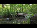 Calming Nature Sounds from the forest creeks of Montana