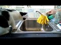 Does Dusk Like Water? ||| Cat Video