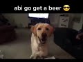 Dog can open fridge and get beer #shorts #dogs