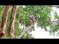 Cưa cây Xanh khổng lồ lúc trời mưa / Sawing a giant Green tree when it rains | P.c | T629