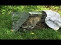 How to Catch and Release a Raccoon!