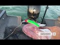 Saginaw Bay Walleye Fishing | The Best Lures for Walleye ( in my opinion ) | Reef Runner Lures