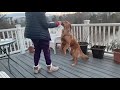 Golden Retriever does the weave trick!