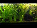 The 100 gallon planted tank tour