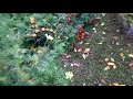 a walk thru the vegetable & flower garden - last fall