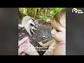 Raccoon Brings Her Babies To Meet Her Human Best Friend Every Year | The Dodo