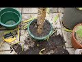 How to save your yucca plant  from dying {Brownleaves, Rootbound}